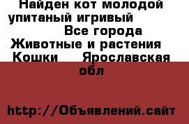 Найден кот,молодой упитаный игривый 12.03.2017 - Все города Животные и растения » Кошки   . Ярославская обл.